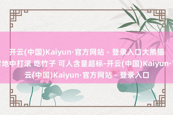 开云(中国)Kaiyun·官方网站 - 登录入口大熊猫“谊谊”最新视频 雪地中打滚 吃竹子 可人含量超标-开云(中国)Kaiyun·官方网站 - 登录入口