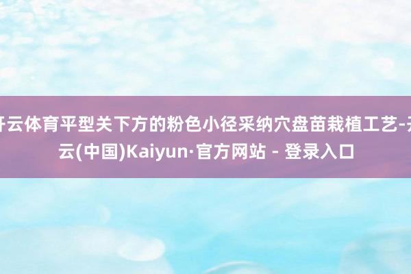 开云体育平型关下方的粉色小径采纳穴盘苗栽植工艺-开云(中国)Kaiyun·官方网站 - 登录入口